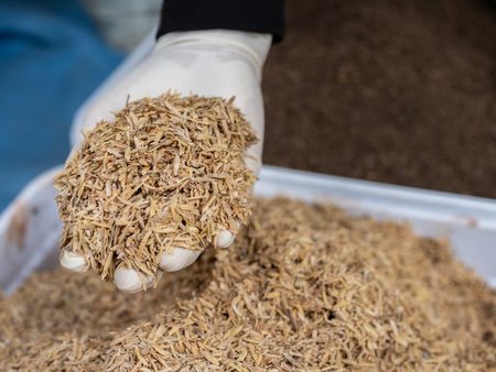 De cáscaras de arroz a combustibles limpios: proyecto busca transformar CO₂ en energía sostenible
